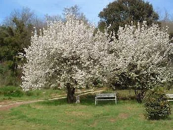Borgognano